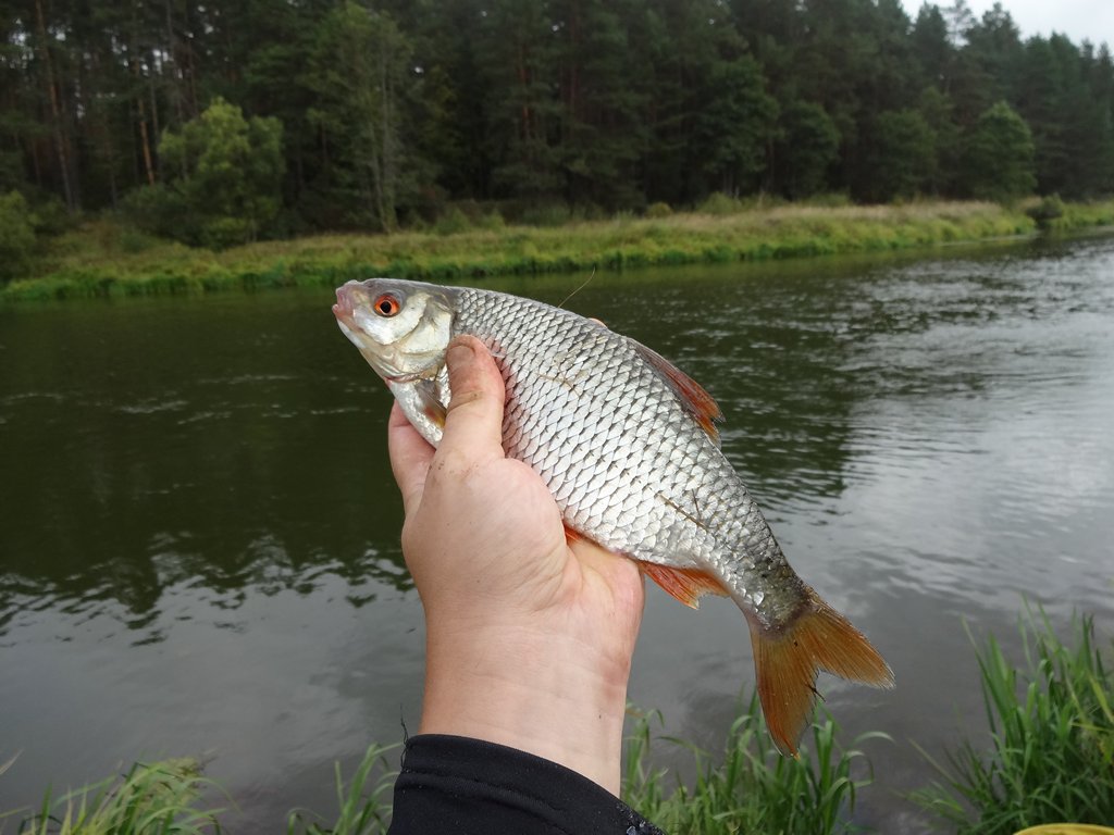 Как ловить фидером на реке летом 00016.JPG